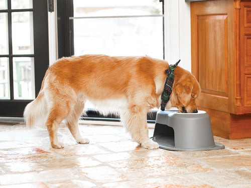Sistema De Alimentación Alto De 6 Para Mascotas